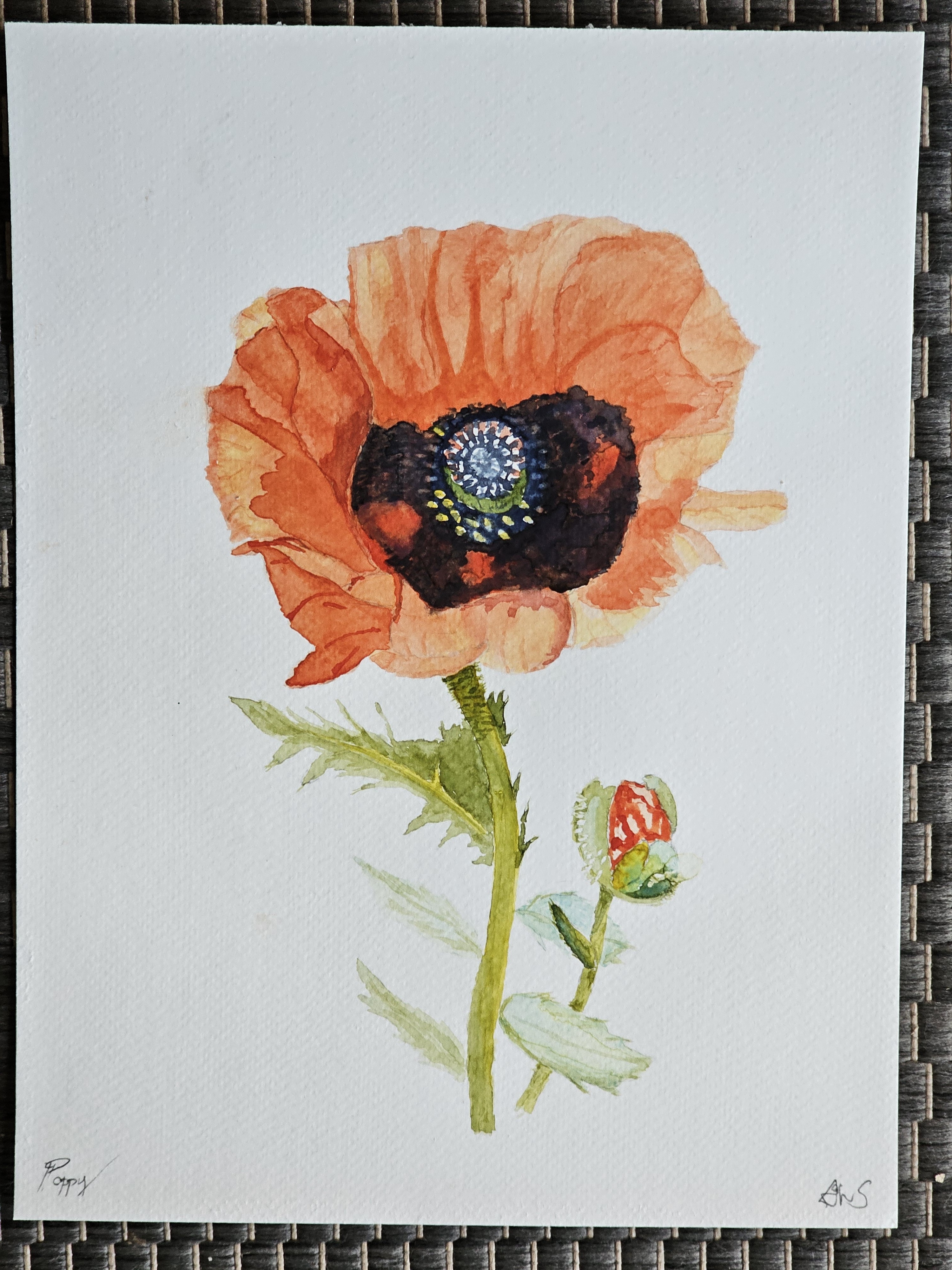 Poppy