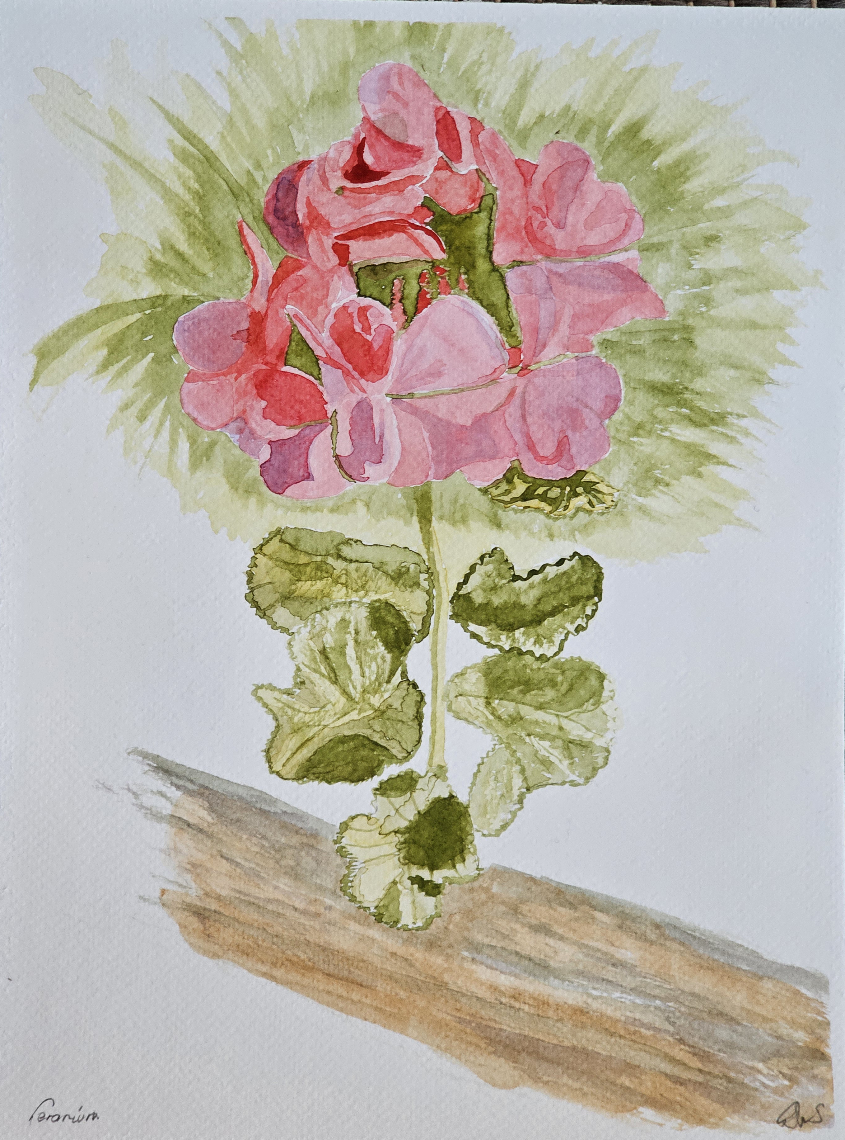 Geranium