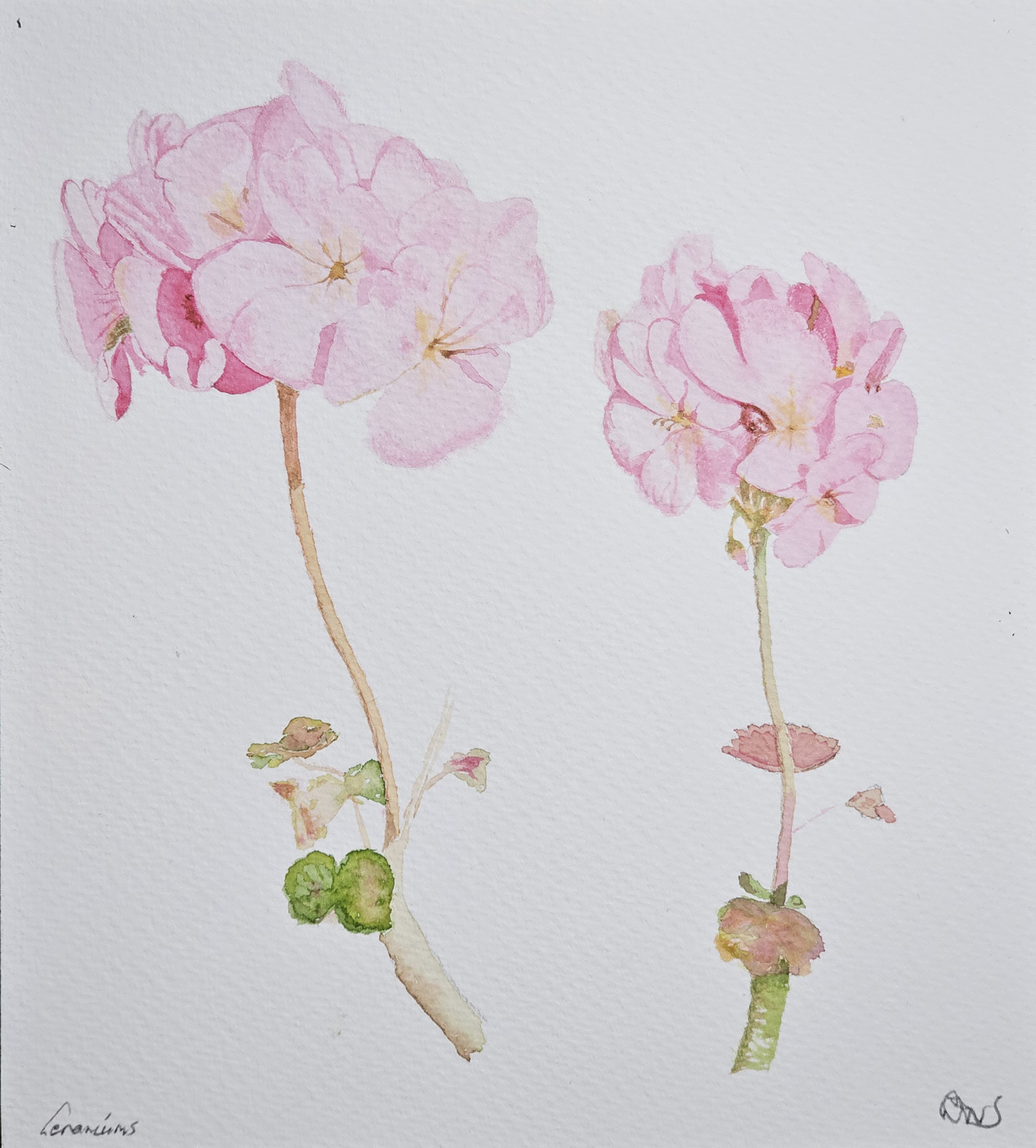 2 Geraniums