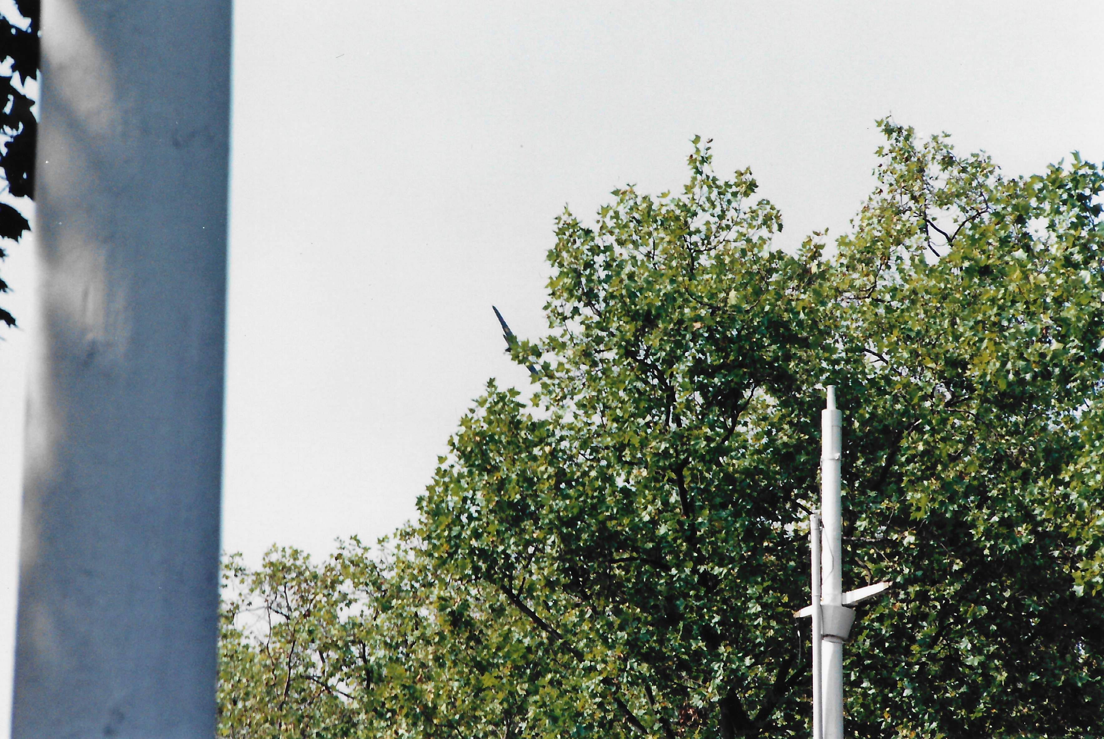 and hand to "Jink" round Buckingham Palace